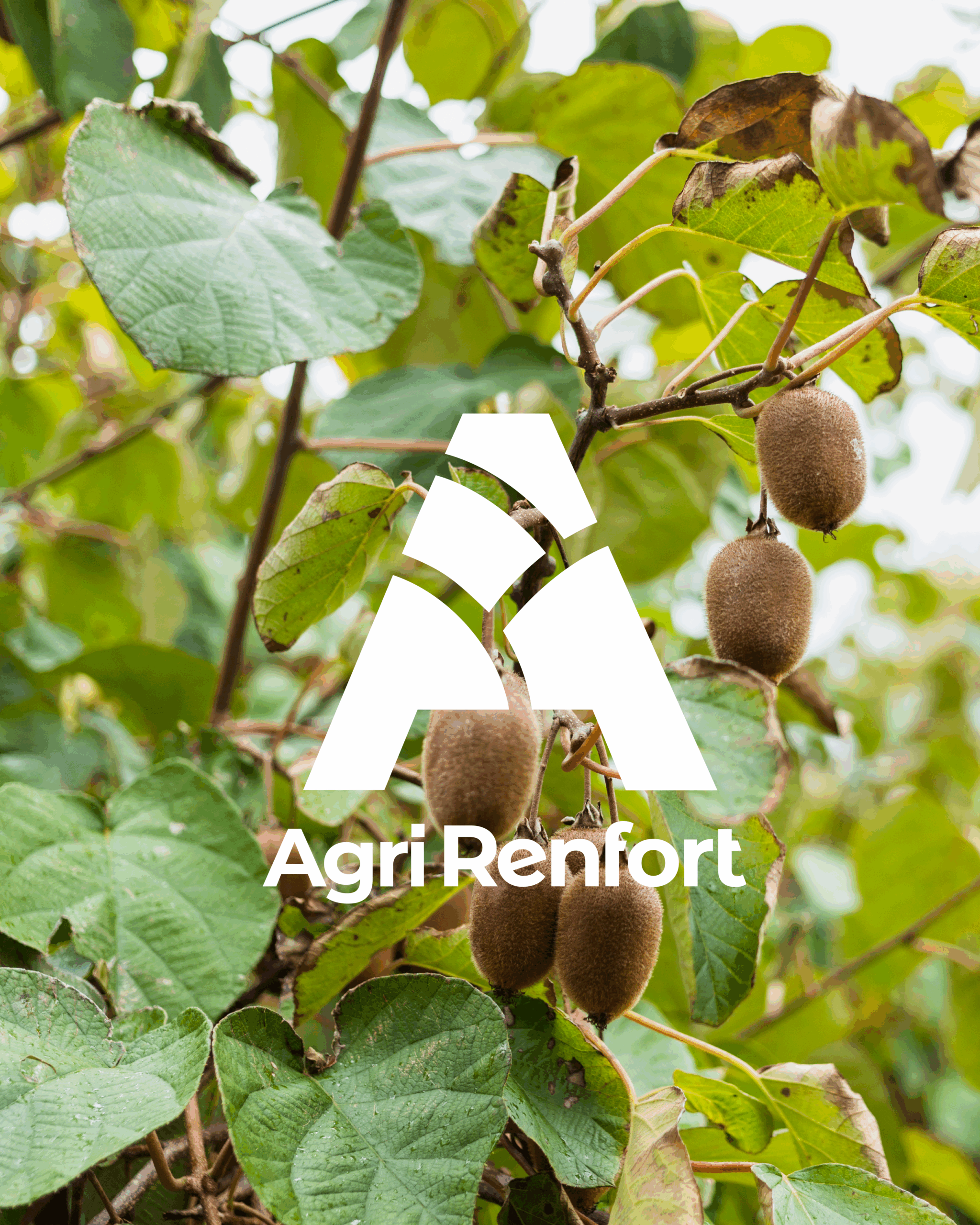 Agriculture Environnement Inclusion Logo Identité Visuelle